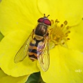 Syrphus torvus, hoverfly, male, Alan Prowse